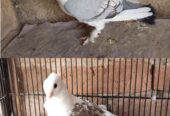 2 male for sale