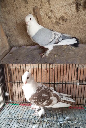 2 male for sale