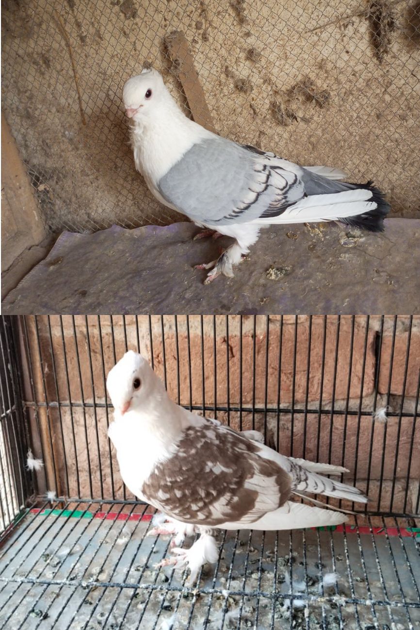 2 male for sale