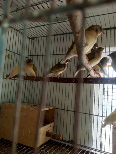 Lady gouldian