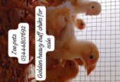 Golden Heavy buff chiks