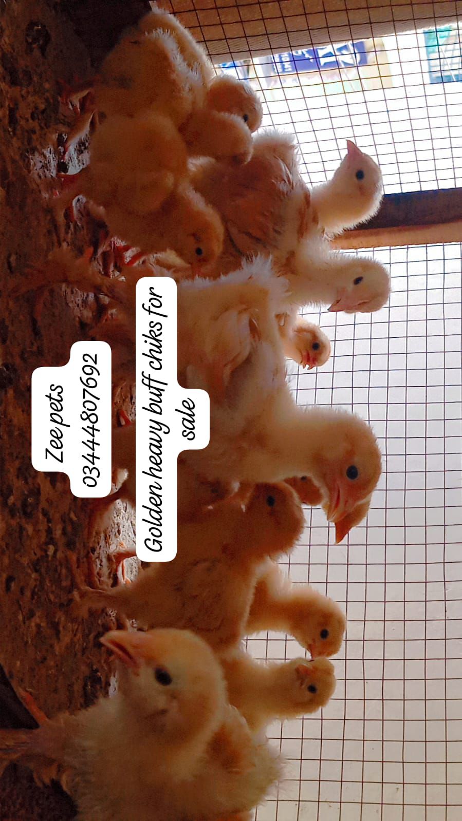 Golden Heavy buff chiks