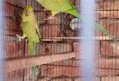 Ringnack breader pair