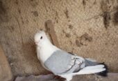2 male for sale