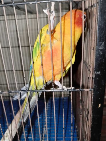Sun conure breeder male