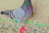 Blue bar male peigon