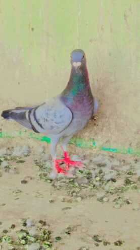 Blue bar male peigon