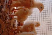 Golden Heavy buff chiks