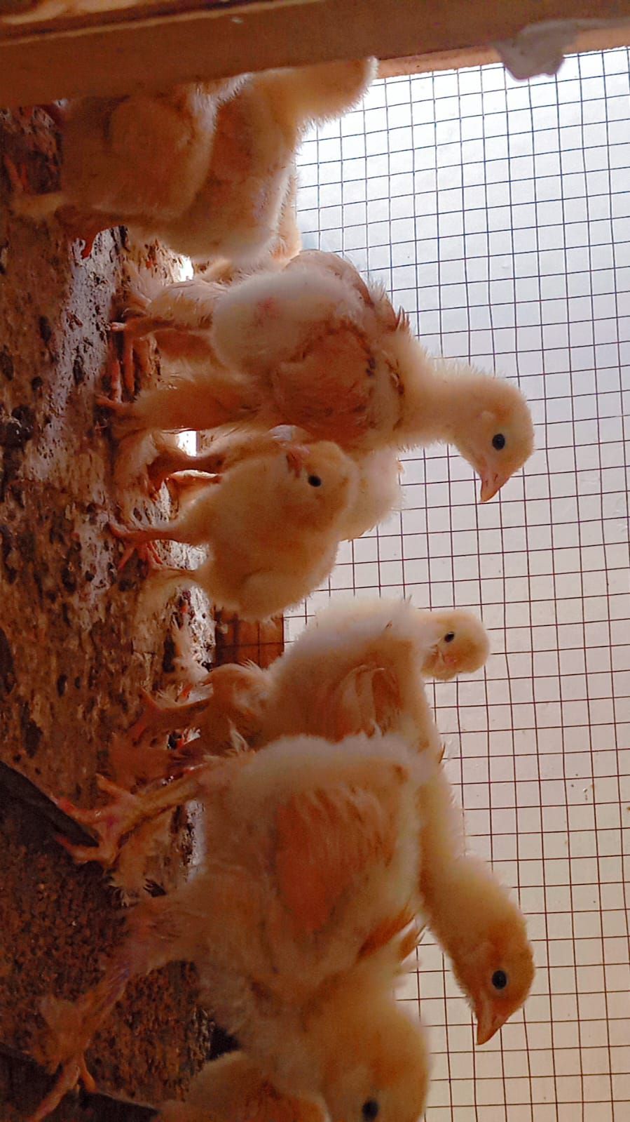 Golden Heavy buff chiks
