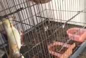 All birds for sale location Abdul Hakim