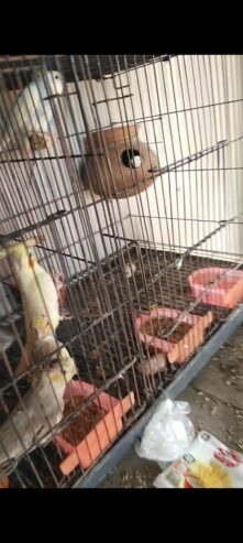 All birds for sale location Abdul Hakim