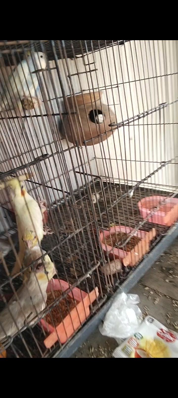 All birds for sale location Abdul Hakim