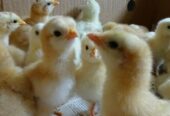 Golden Heavy Buff Chicks Available