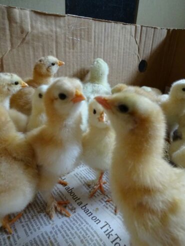 Golden Heavy Buff Chicks Available