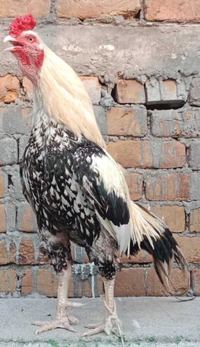 Aseel cock
