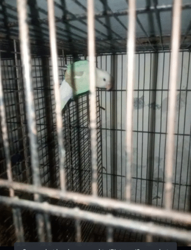 Breeder pairs