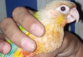 Free fly Hand Tame Parrot