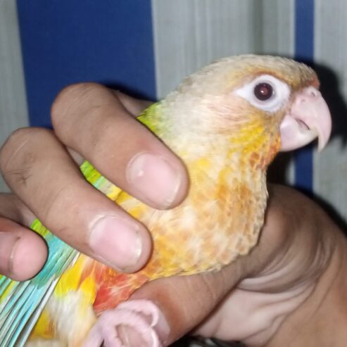 Free fly Hand Tame Parrot