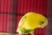 Budgie pair Neat and clear