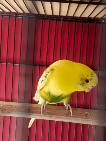 Budgie pair Neat and clear