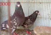 Pigeons