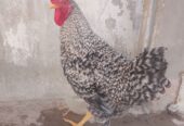 Plymouth rock breed male