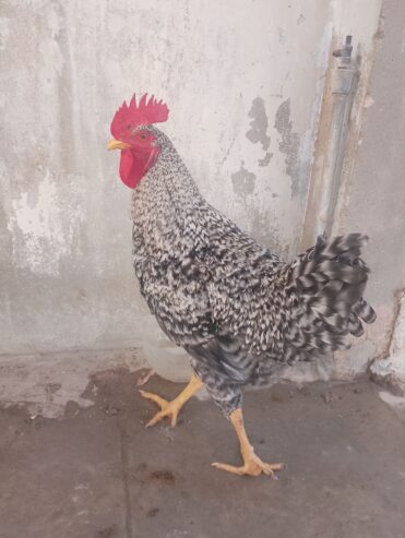 Plymouth rock breed male