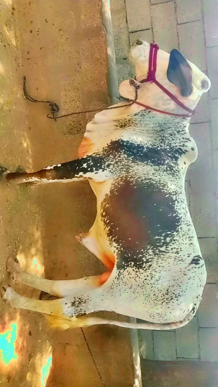 Sahiwal bull for sale