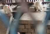 Rabbits (Red eyes)