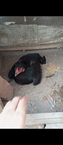 Kurk murgi for sale