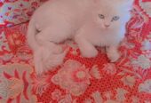 Persian Cat Female