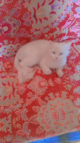 Persian Cat Female