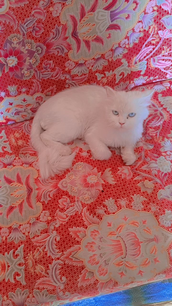Persian Cat Female