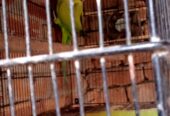 Ringnack breader pair