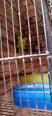 Ringnack breader pair