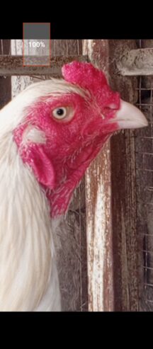 Heera Aseel breeder or 2 heera madiya for sale in multan.