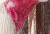 Heera Aseel breeder or 2 heera madiya for sale in multan.