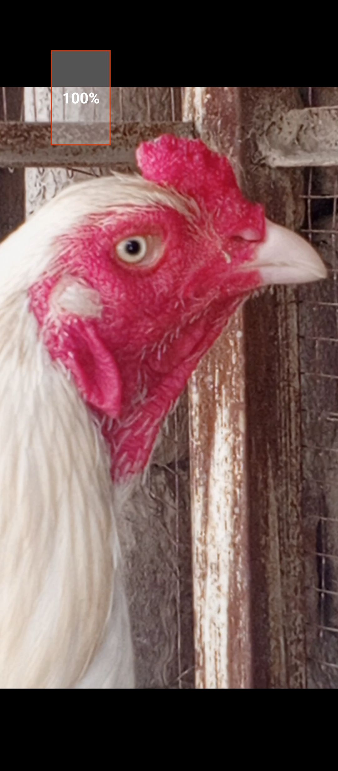 Heera Aseel breeder or 2 heera madiya for sale in multan.
