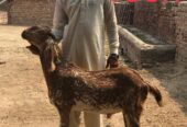 Bakry for qurbani