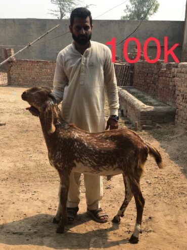Bakry for qurbani