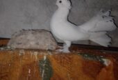 Lucky pigeon pair