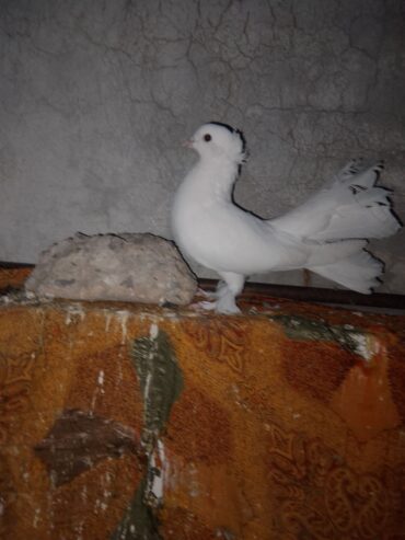 Lucky pigeon pair