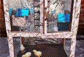 Parrots Birds Cage Pinjra Hens Chick Pets and animals Cage