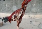 Top quality patha for sale