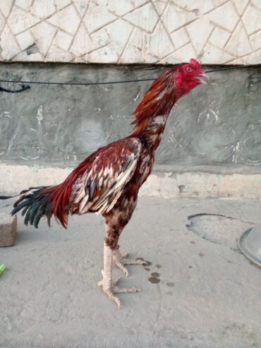 Top quality patha for sale