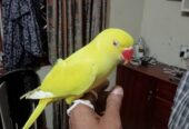 Yellow ringneck parrot