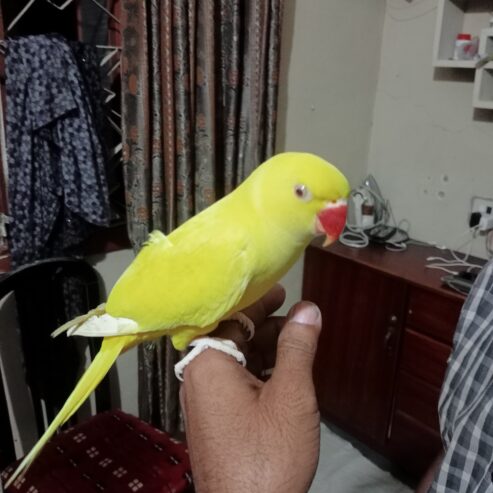 Yellow ringneck parrot