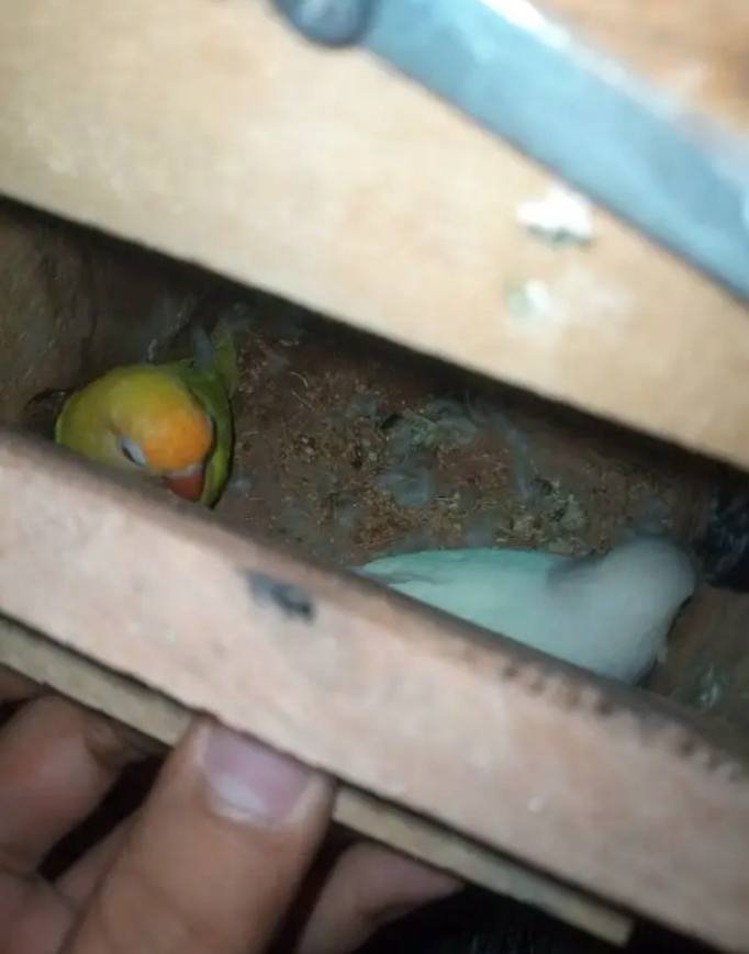 Breeder pairs