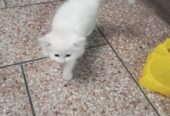 Person cat white colour