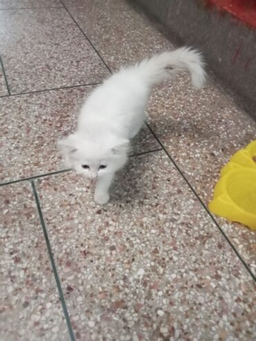 Person cat white colour